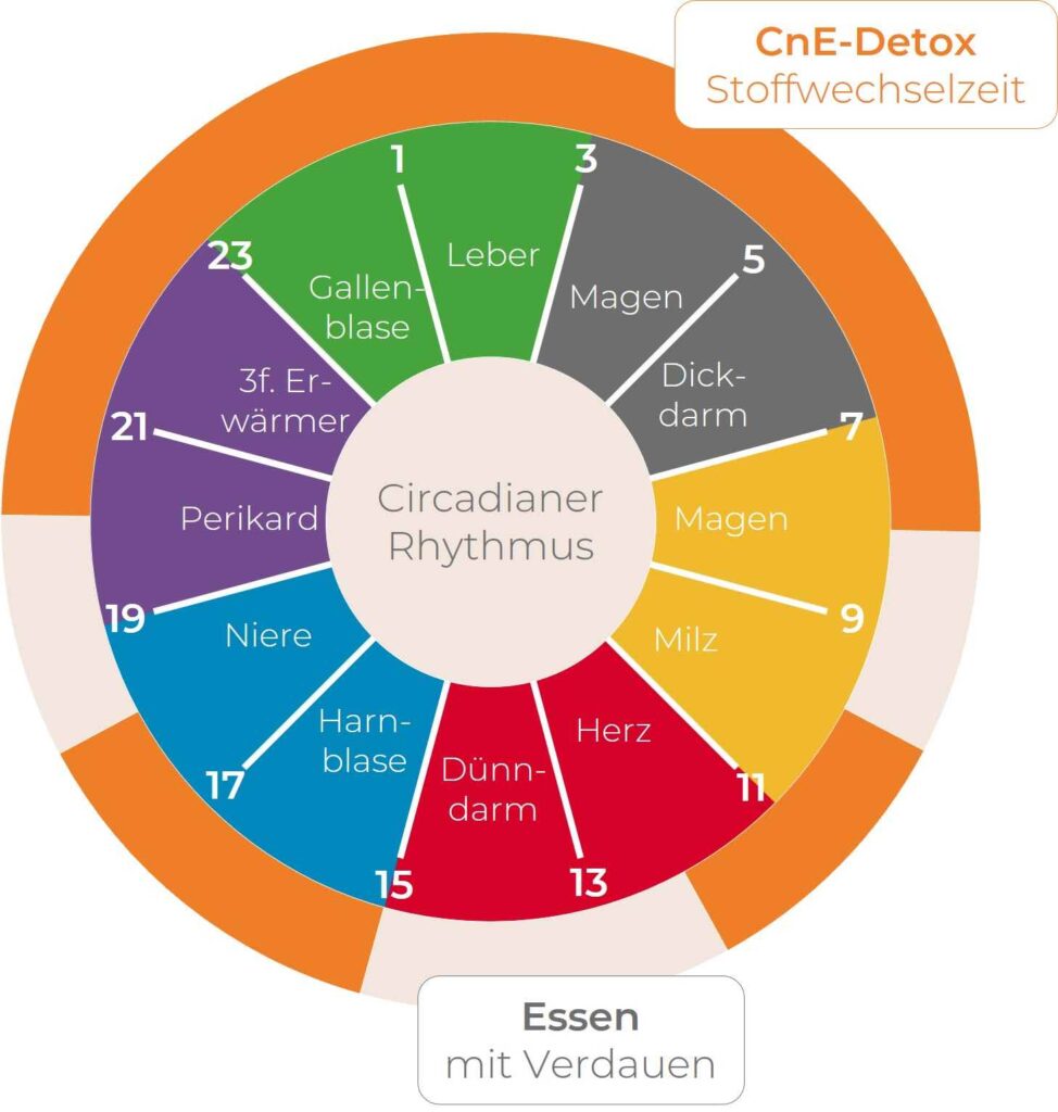 Circadianer Rhythmus klein